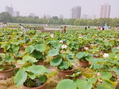 -莲花池公园
