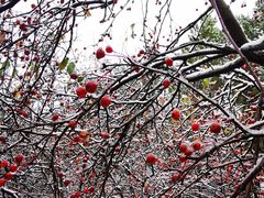 -塞罕坝国家级自然保护区