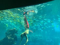 -海棠湾洲际-涛·海底餐厅·美人鱼·自助餐·海底隧道