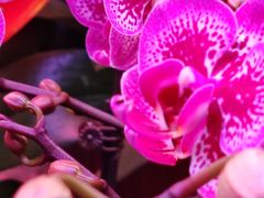-花鸟鱼虫鲜花绿植市场(玉泉路店)