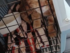 -艾吉宠物医院·疑难杂症转诊中心·猫友好(碧江路院)