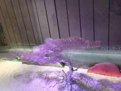 -红鼎豆捞·非遗鲍皇汤火锅(宝丰路店)