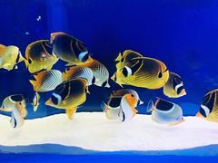-沙沙哗啦海洋馆(华宇百花谷店)