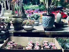 -曲阳花鸟市场(曲阳路店)
