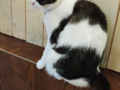 -海边的猫和咖啡馆