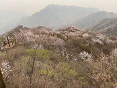 -大岭沟猕猴桃谷风景区