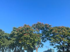 -深圳湾公园(南山区)