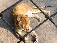 -西霞口神雕山野生动物世界