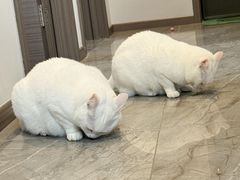 -泰迦 泰式古法抓胧筋水疗SPA