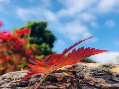 -广州市帽峰山景区
