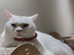 -有猫主题·治愈系猫咖(曾厝垵店)