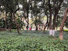 -黄埔荔枝公园