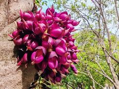 -四川大学(华西校区)