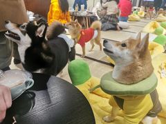 -逗柴咖啡屋·狗咖猫咖宠物桌游