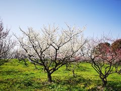 -上海海湾国家森林公园