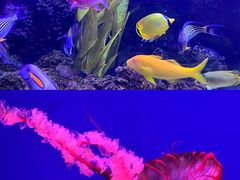 -芜湖新华联大白鲸海洋公园
