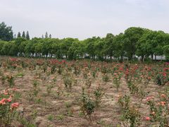 -海上花岛玫瑰园采摘