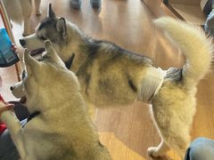 -Husky Go! 哈士奇体验馆·宠物咖啡厅狗咖