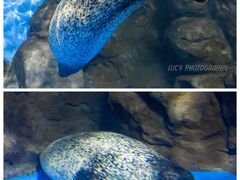 -上海海洋水族馆