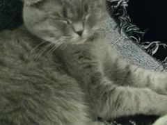 -猫色咖啡·猫咖