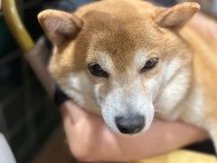 -是阿柴呀！柴犬咖啡·爱喵喵猫咖