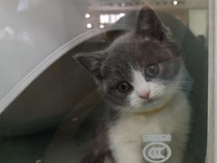 -糯米喵星人·撸猫猫舍咖啡馆(西市场嘉华店)