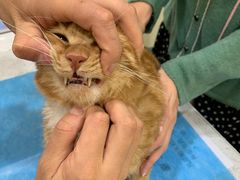 -萌兽医馆·犬猫专科·眼科中心·宠物医院(朝阳门分院)