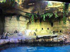 -迪拜水族馆及水下动物园