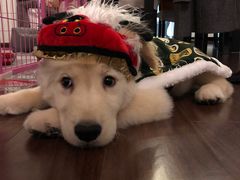 -翊宠yipet猫狗购宠庄园犬舍•猫舍