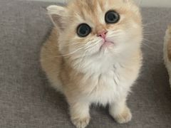 -东方名猫馆·英短金渐层布偶猫舍(环线广场1号楼店)