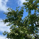 福州传统甜点