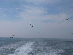 -海驴岛(荣成市)