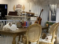 -共舞时光猫咖·狗咖(新街口店)