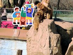 -沈阳森林动物园