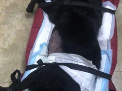 -美联众合动物医院·24h转诊中心
