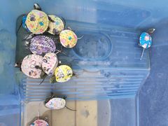 -秦美花卉(天朗·莱茵小城2期店)