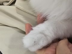 -琪喵猫屋·撸猫猫咖·猫舍