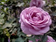 -人民公园(罗湖区)