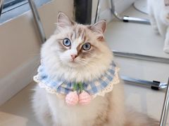 -怪兽屋·羊驼·猫咖·狗咖(俊华广场店)