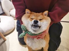 -逗柴咖啡屋·狗咖猫咖宠物桌游