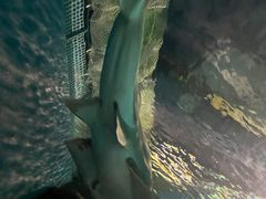 -上海海洋水族馆