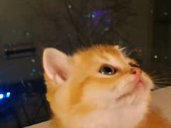 -泰国佛·塔罗·泰牌狐仙古曼