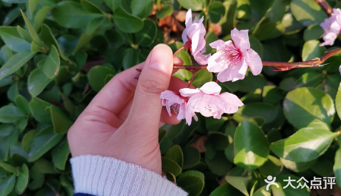 一生心事为花忙 花儿们怒放中