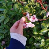 一生心事为花忙 花儿们怒放中