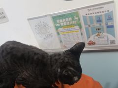-特一安24小时宠物医院·骨科·中兽医
