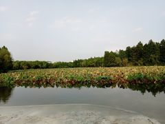 -紫薇公园
