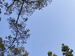 -莲花山公园