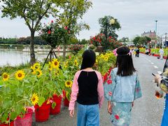 -荷兰花海