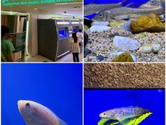 -上海海洋水族馆