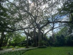 -瑞丽独树成林风景区